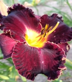 Лілейник крупноквітковий - Victorian Garden Star Bright